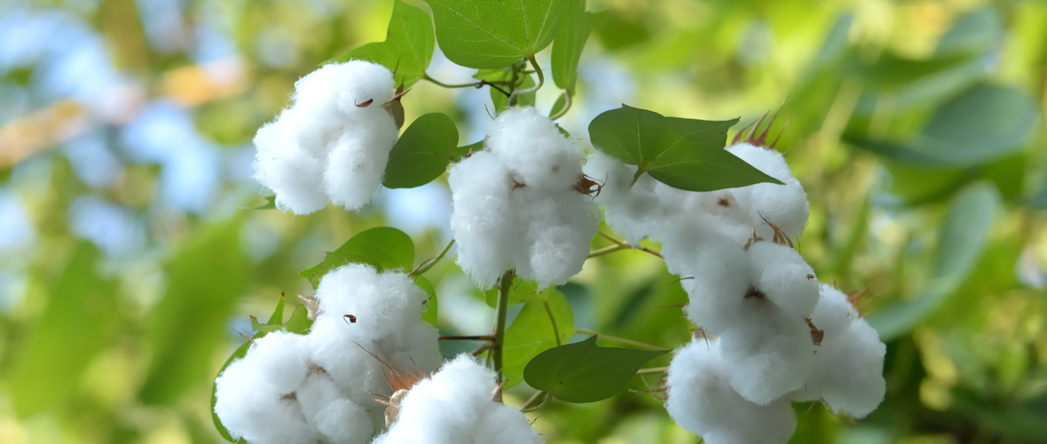 cotton
